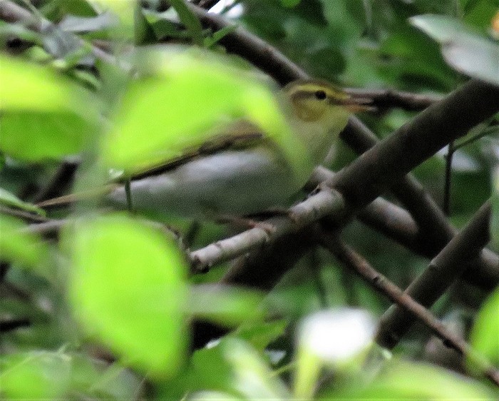 Wood Warbler
