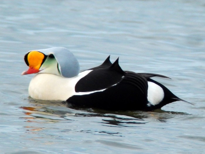 King Eider