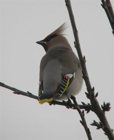 Waxwing