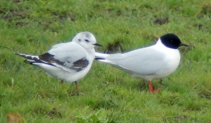 Little Gull