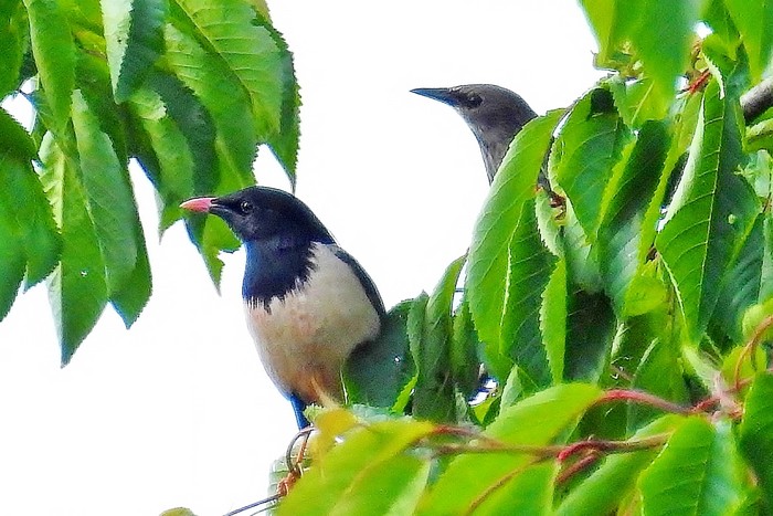 Rose-coloured Starling
