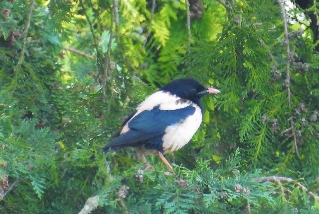 Rose-coloured Starling