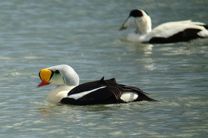 King Eider