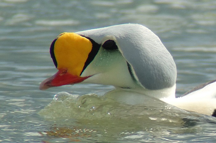 King Eider