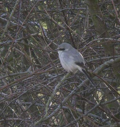 Great Grey Shrike