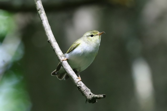 Wood Warbler