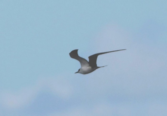 Sooty Tern