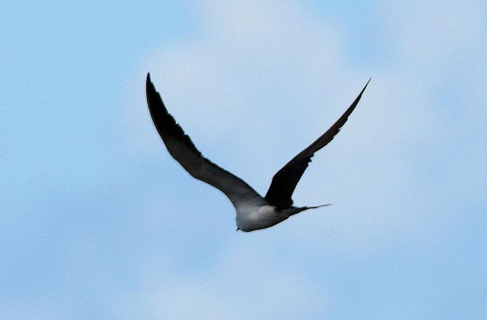 Sooty Tern