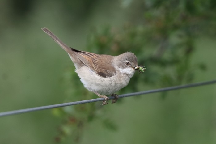 Whitethroat
