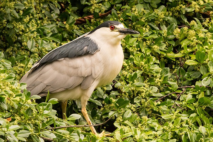 Night Heron