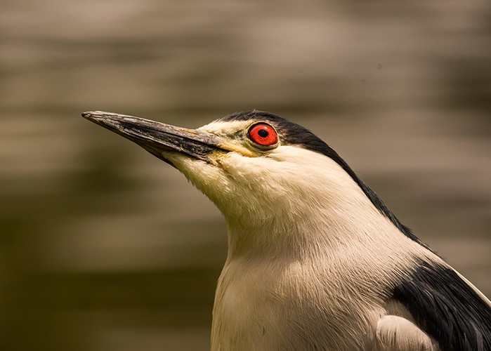 Night Heron