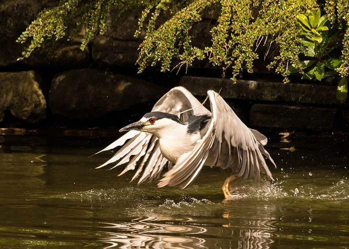 Night Heron