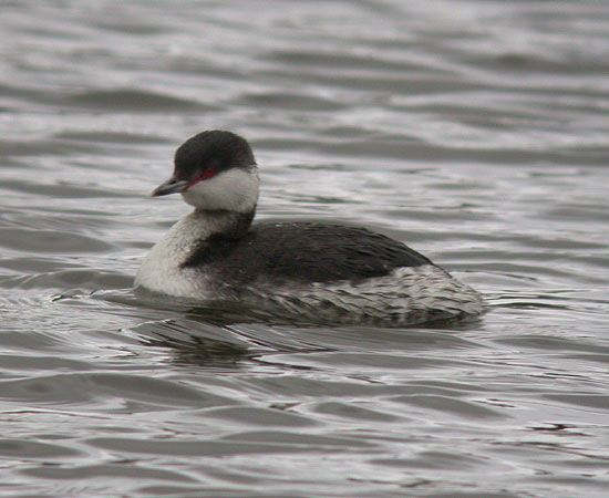 Slavonian Grebe