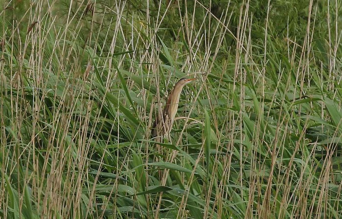 Little Bittern