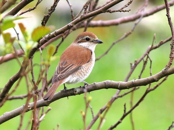Red-backed Shrike