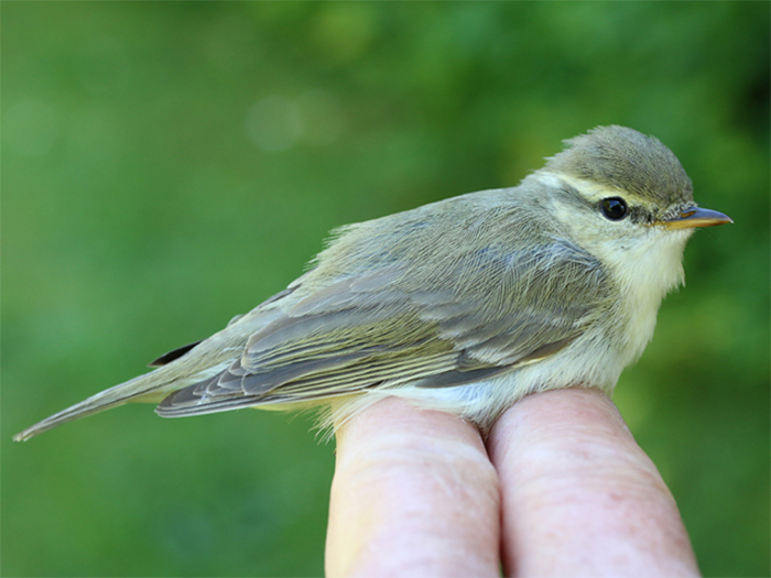Greenish Warbler