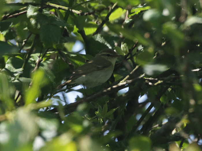Greenish Warbler