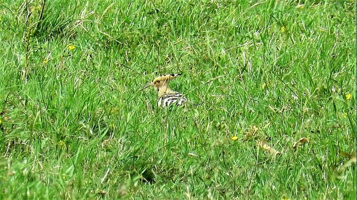 Hoopoe