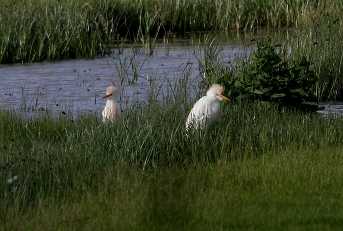 Cattle Egret