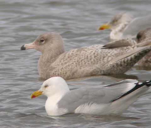Glaucous Gull