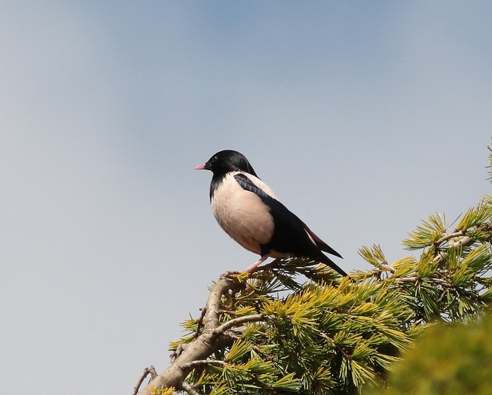 Rose-coloured Starling