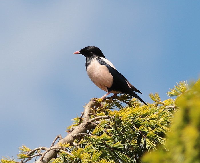 Rose-coloured Starling