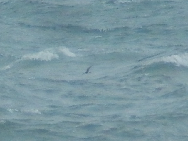 Storm Petrel