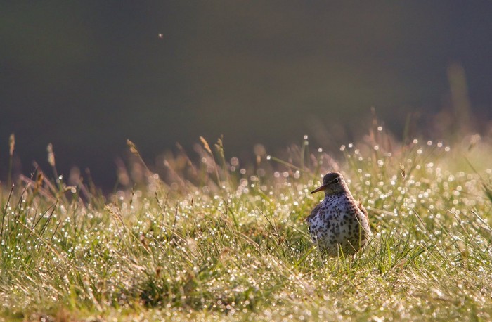 Spotted Sandpiper