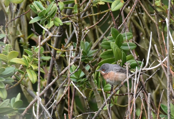 Eastern Subalpine Warbler