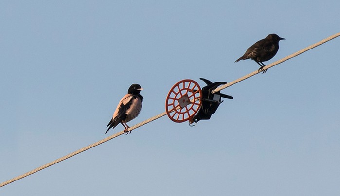 Rose-coloured Starling