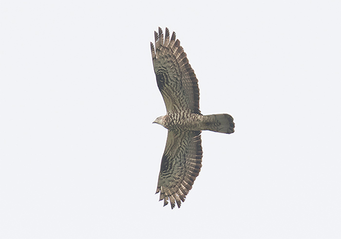 Honey Buzzard