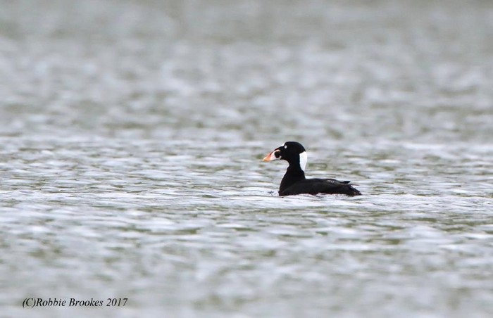 Surf Scoter