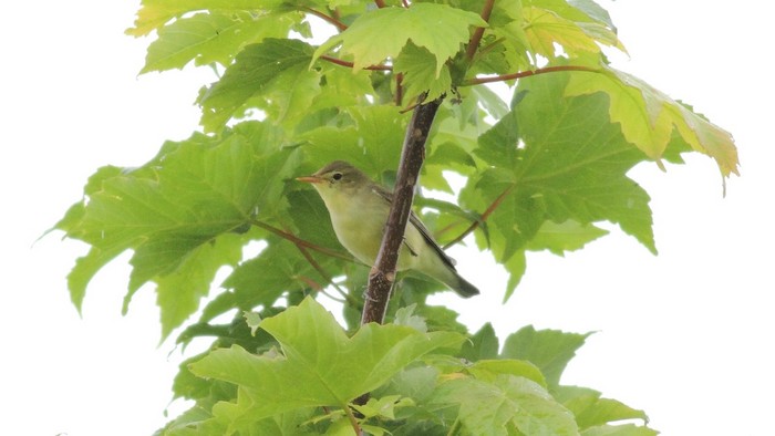 Icterine Warbler