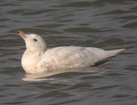 Glaucous Gull