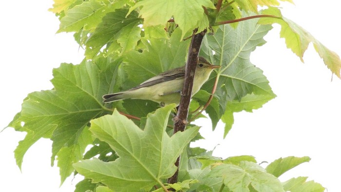 Icterine Warbler