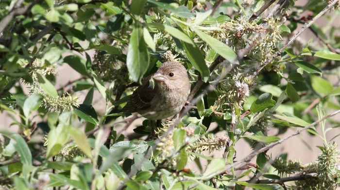 Common Rosefinch