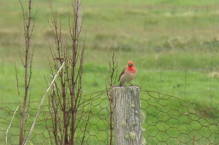 Common Rosefinch