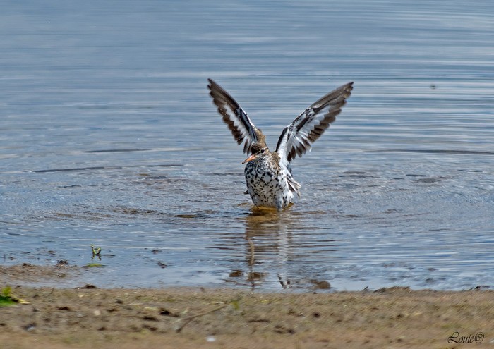 Spotted Sandpiper