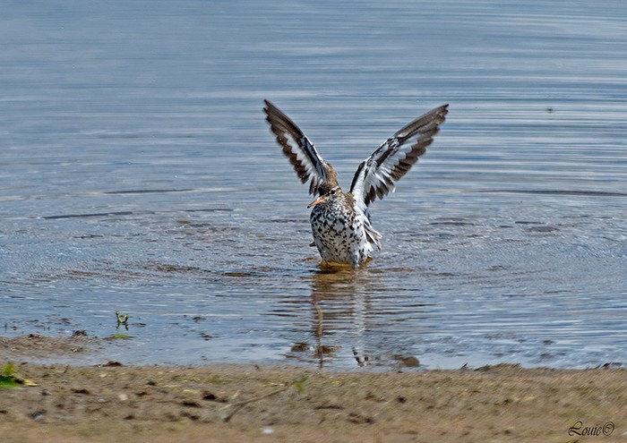 Spotted Sandpiper