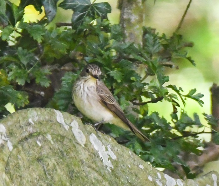 Spotted Flycatcher