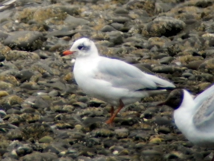 Mediterranean Gull