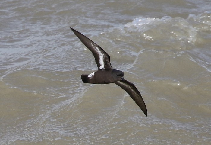 Storm Petrel