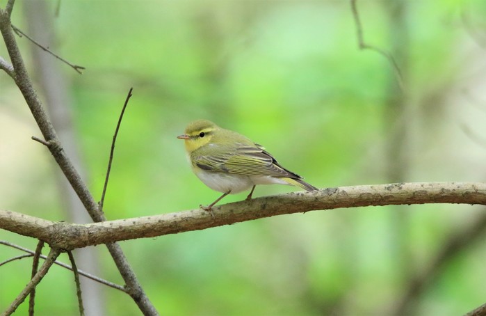 Wood Warbler