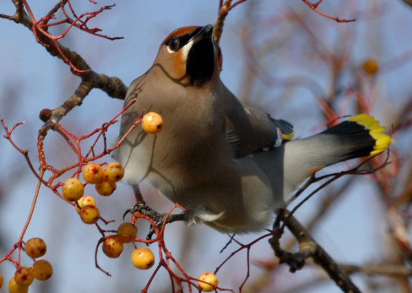 Waxwing