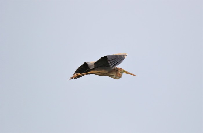 Purple Heron