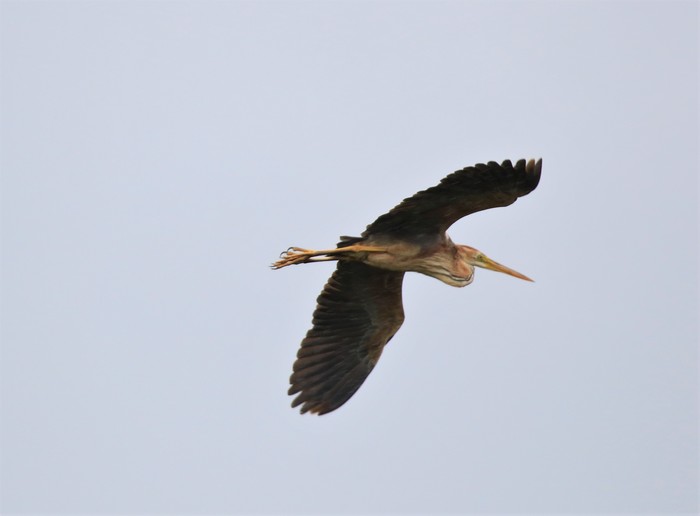 Purple Heron