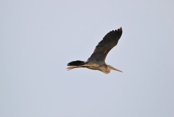 Purple Heron
