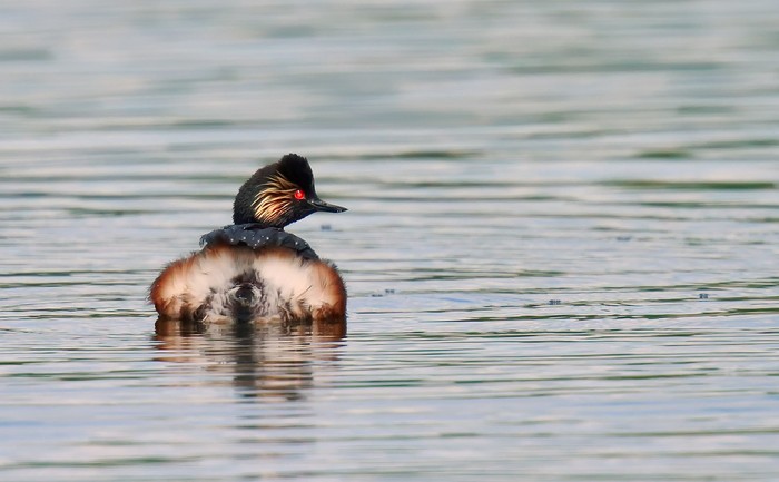 Black-necked Grebe