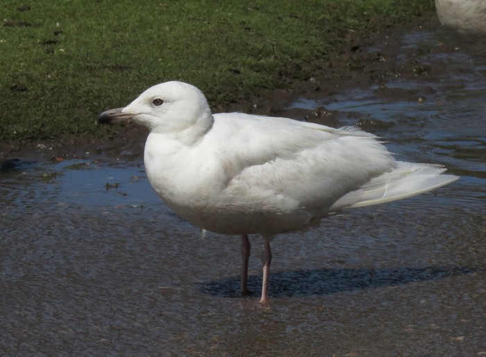 Iceland Gull