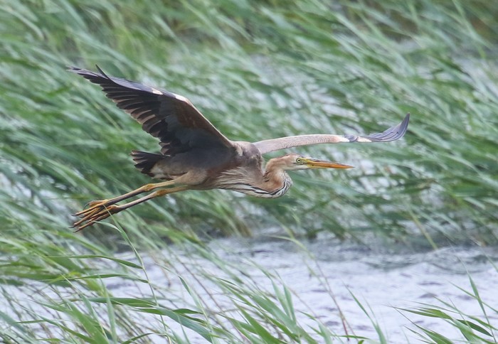 Purple Heron